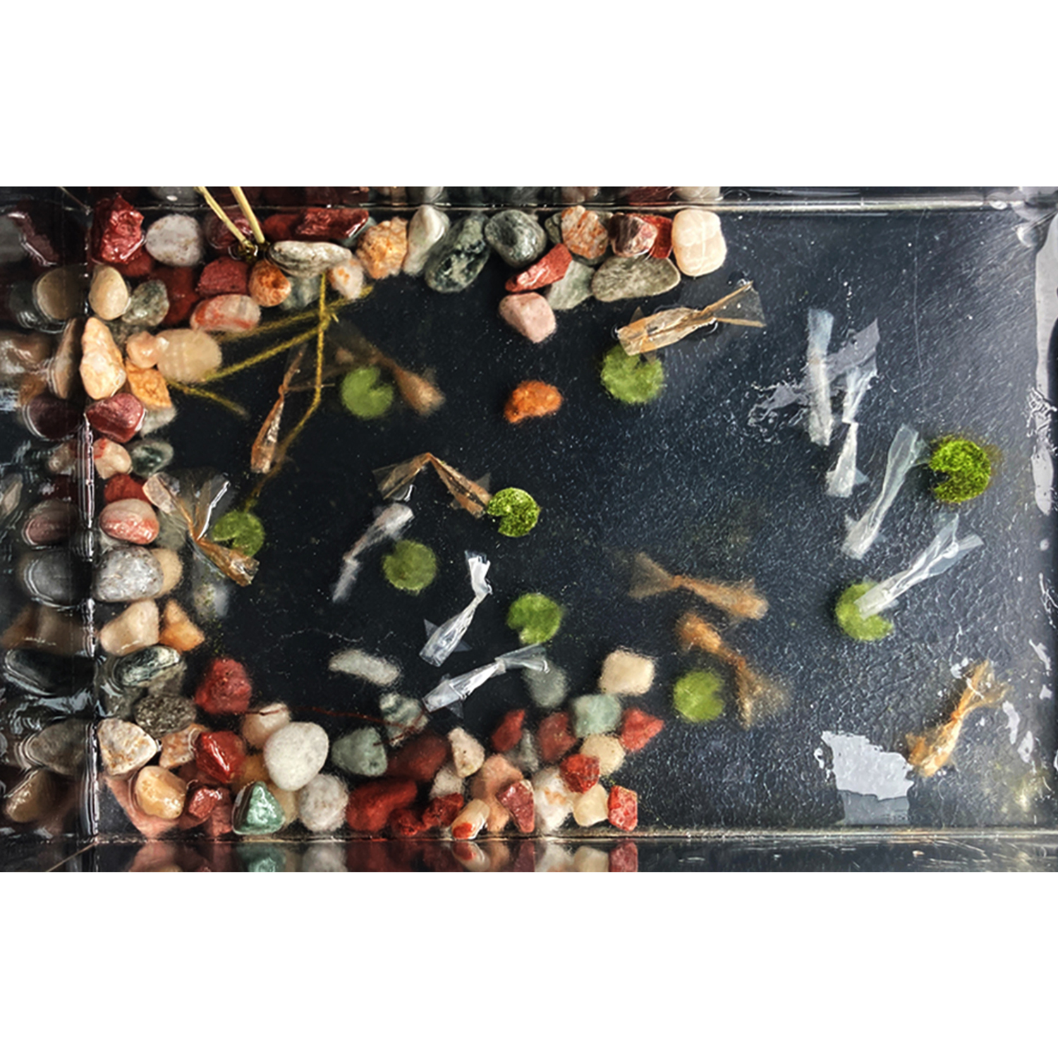 Vic-So-koi_977bde95-ce42-43e0-889c-25da8676dd40